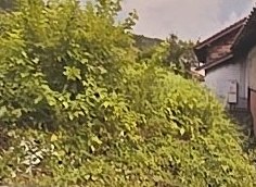 お家の裏の除草作業の作業前