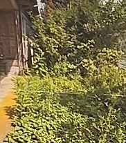 空き家の玄関先の除草の作業前